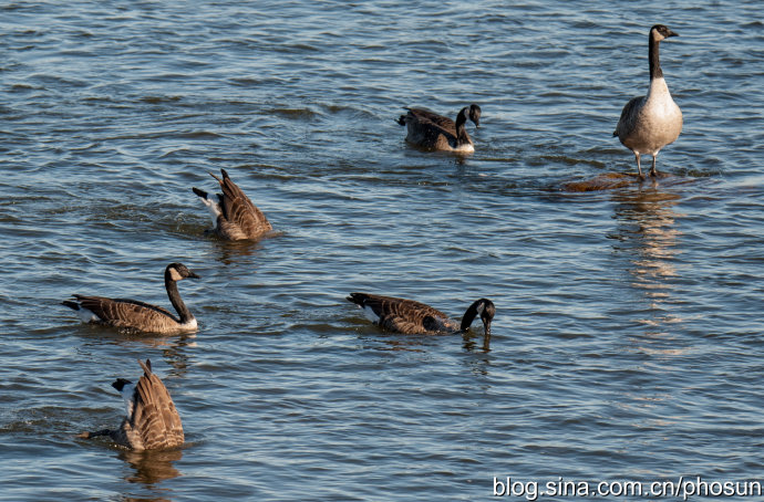 加拿大大雁成灾成灾 (人类与大雁和谐共处视频)