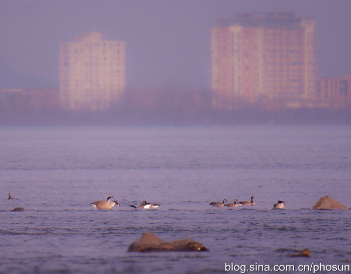 加拿大大雁成灾成灾 (人类与大雁和谐共处视频)