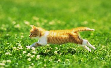 猫咪跟狗狗的生理小知识