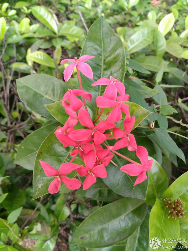 小米Es55和s55的区别,小米55系列评测