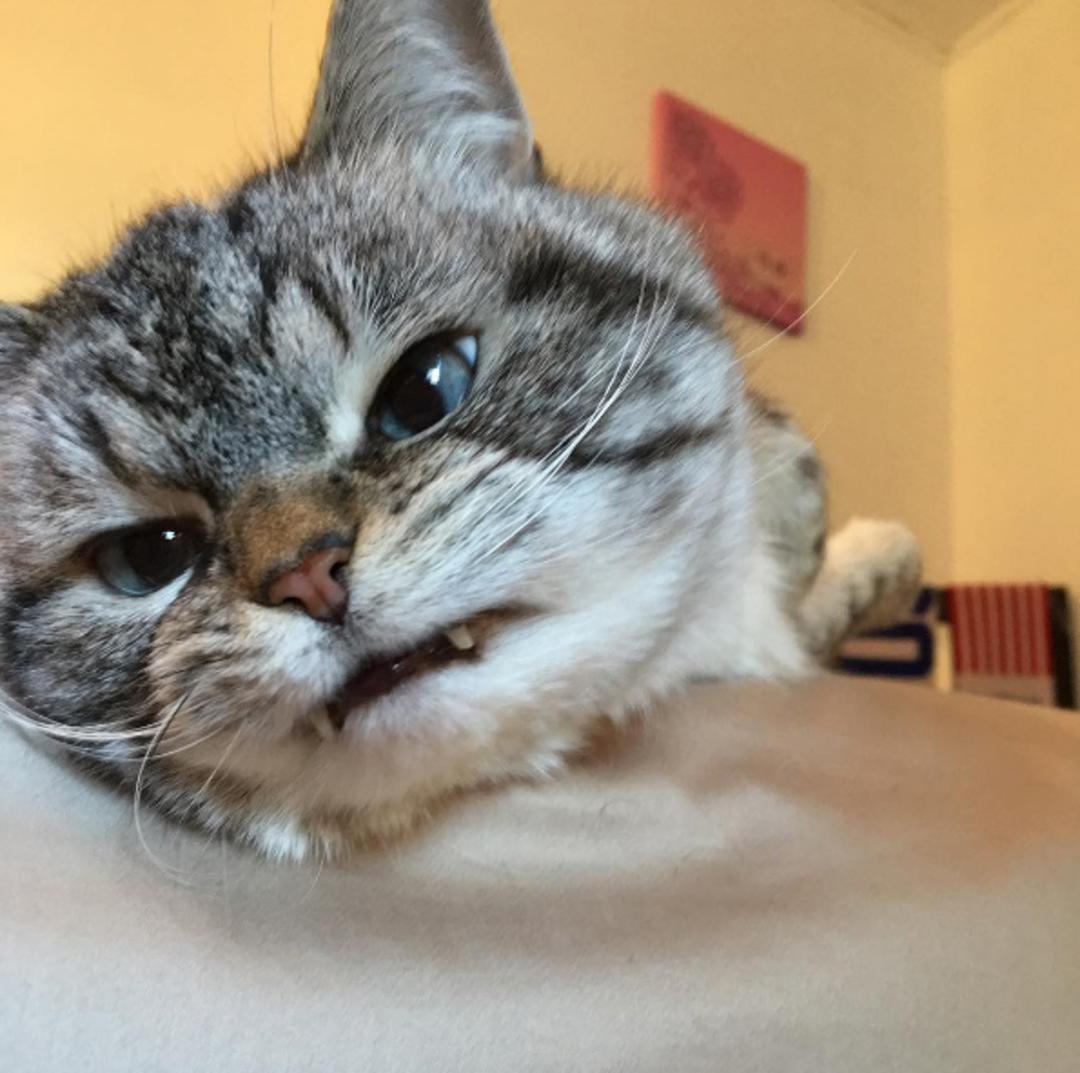 这只猫长得眉清目秀,这只猫眼神犀利无比