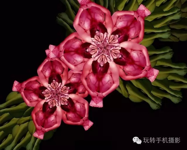 花卉我们看多了，但由上千名裸模组成的就第一次见！