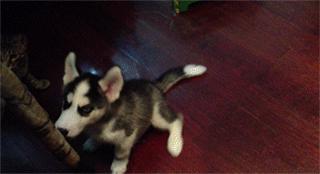 哈士奇惹猫咪秒怂,哈士奇抓猫咪