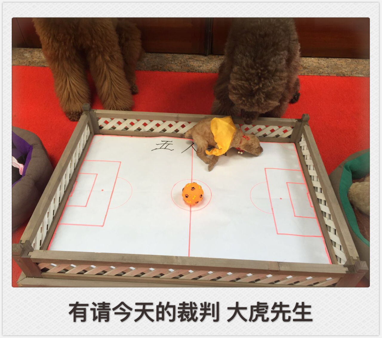 小狗踢足球绕杆视频,小萌狗打球