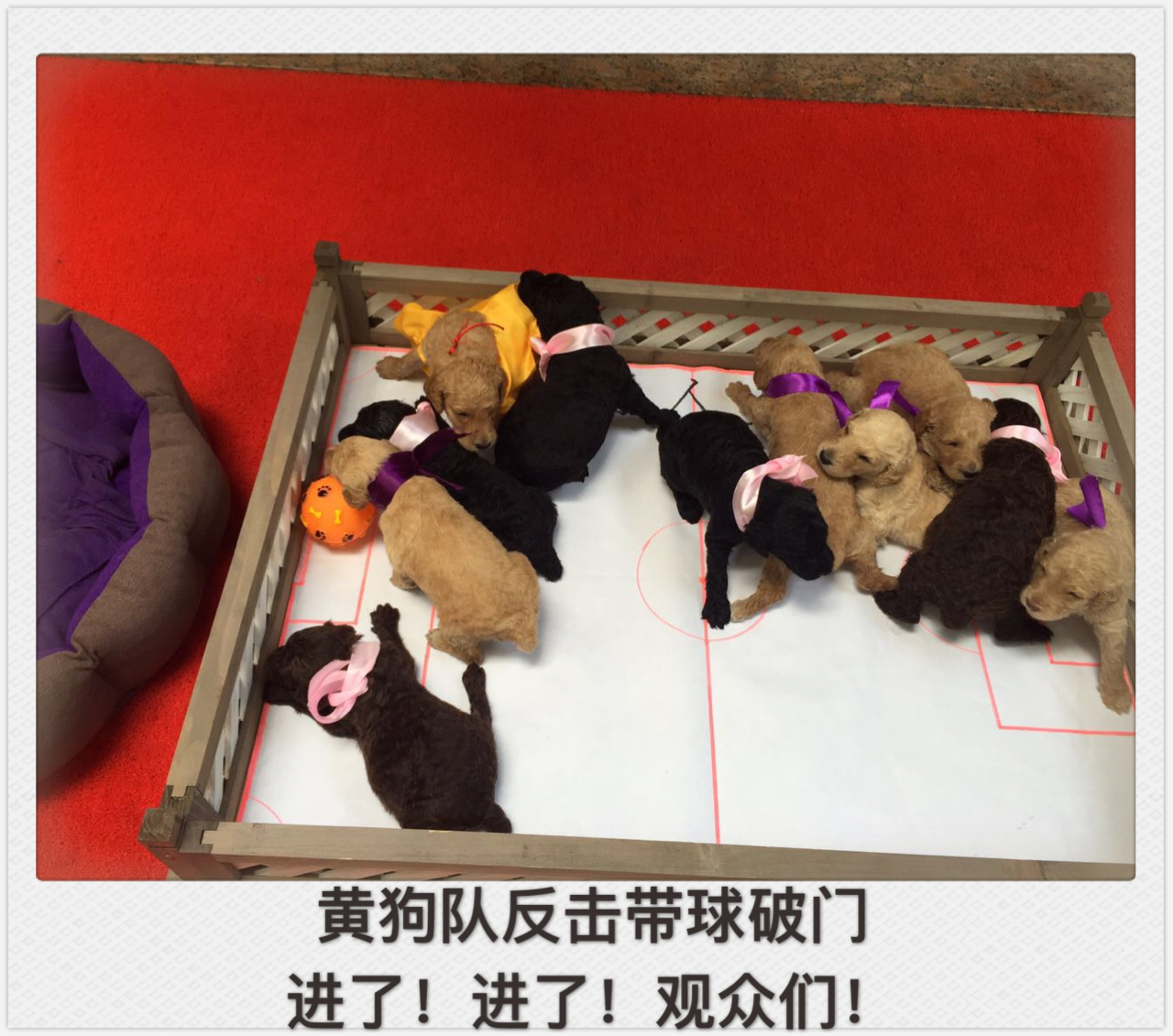 小狗踢足球绕杆视频,小萌狗打球