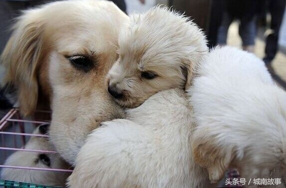 金毛贝贝卖狗,金毛犬贝贝现状