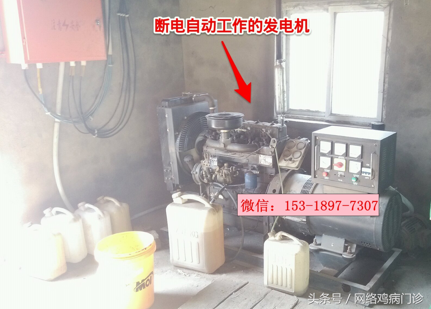 腺肌症治愈的病例分享,鸡腺肌胃炎的治疗成功案例