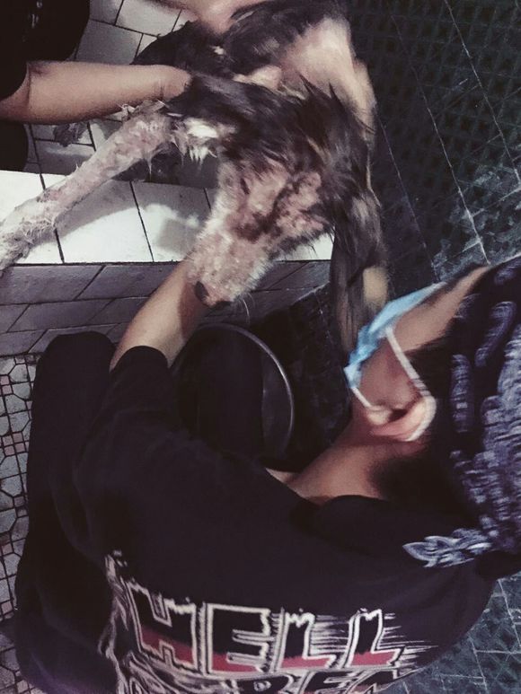 收养了一只皮肤病很严重的阿拉