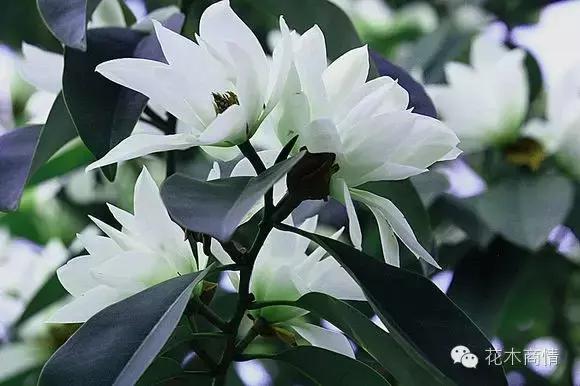 你是苗木“老司机”？这些名字好听又漂亮的花木你认识几种？