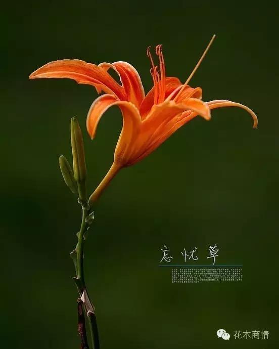 你是苗木“老司机”？这些名字好听又漂亮的花木你认识几种？