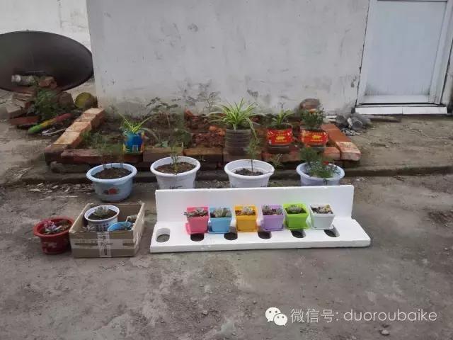 多肉在不经意间治愈你,多肉独立而坚强