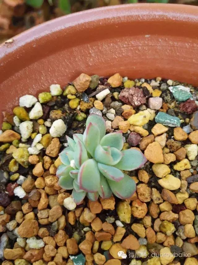 多肉在不经意间治愈你,多肉独立而坚强