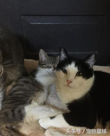 小猫后腿先天残疾拖着走,后腿残疾小猫