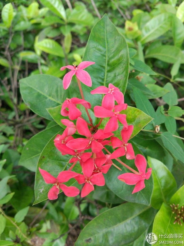 小米Es55和s55的区别,小米55系列评测