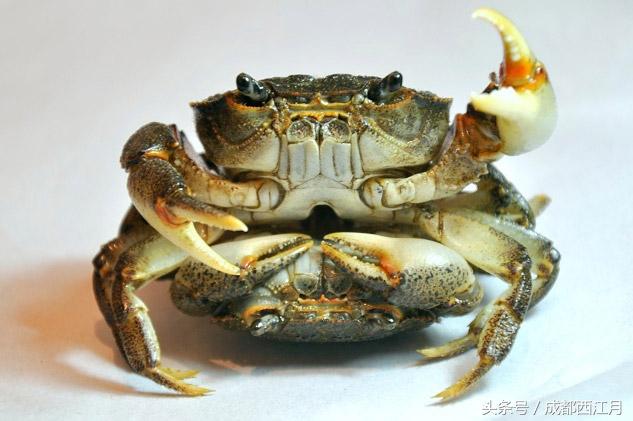 在栽秧的季节里，要是遇上它们可就倒了血霉了！