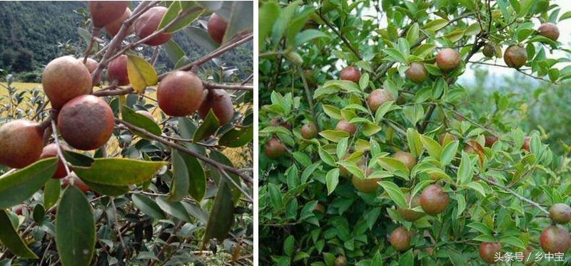 古老压榨山茶油,纯天然古法手工压榨山茶油