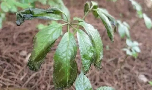 道地药材“三七”的植株病害识别与防治技巧宝典