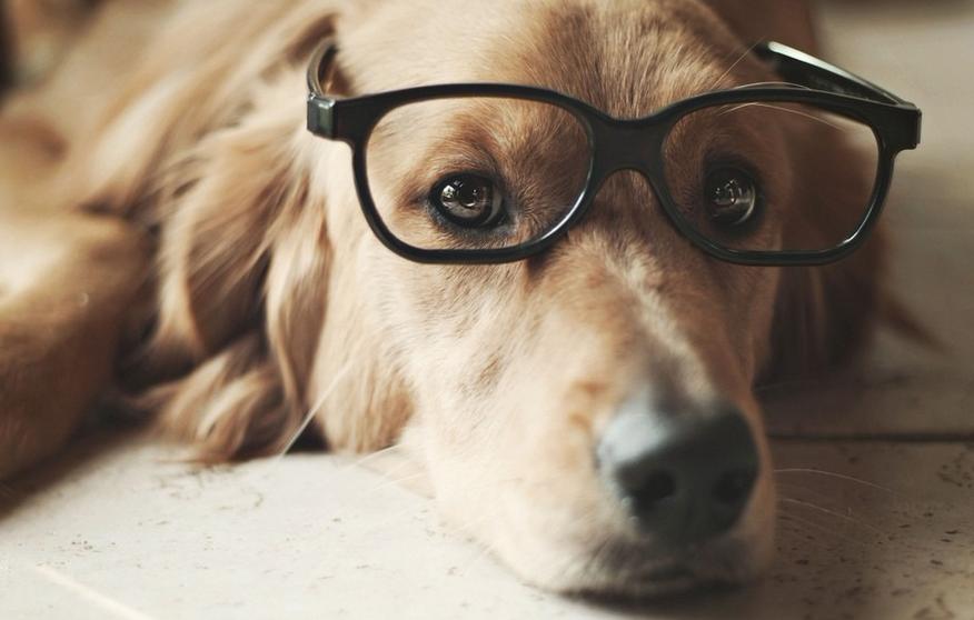 猫咪跟狗狗的生理小知识