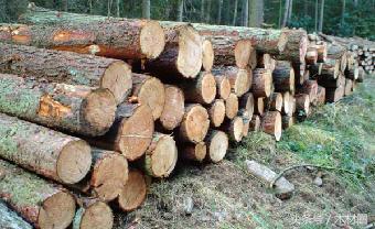 美加锯材纠纷，将会直接影响加拿大的出口价格