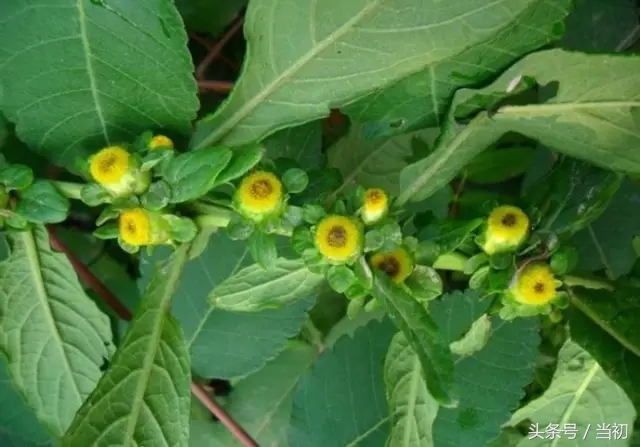 被骗了！二月红苦求佛爷都得不到的鹿活草，居然救不了丫头的命