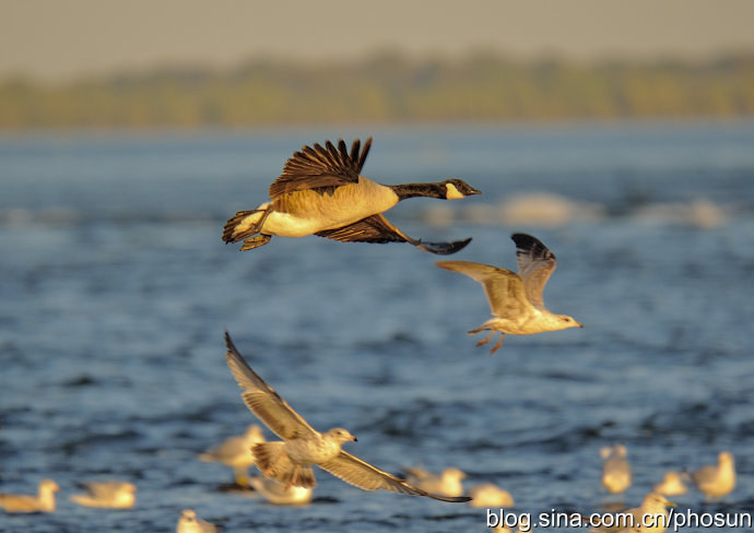 加拿大大雁成灾成灾 (人类与大雁和谐共处视频)
