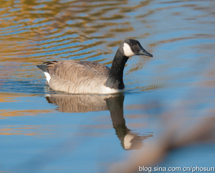 加拿大大雁成灾成灾 (人类与大雁和谐共处视频)