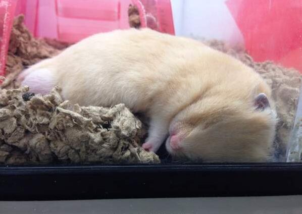 仓鼠就是贪吃爱睡的小萌物你真的都了解它们的习性吗？