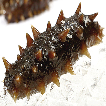 海参食用方法视频教程,海参的最佳食用方法