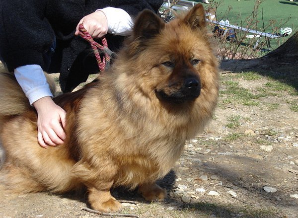 柯基的基因到底有多强大,柯基的基因有多强大