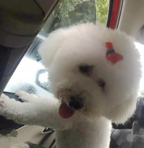 比熊带着我家比熊,比熊带着我家比熊出来