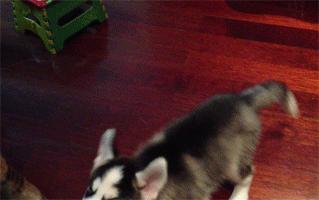 哈士奇惹猫咪秒怂,哈士奇抓猫咪