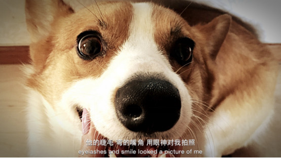 小柯基小时候的样子和长大的样子,还没长大的小柯基