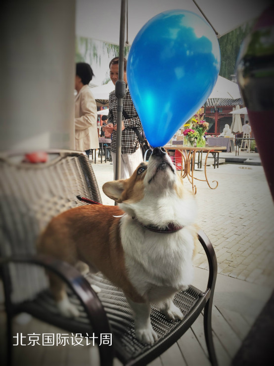 小柯基小时候的样子和长大的样子,还没长大的小柯基