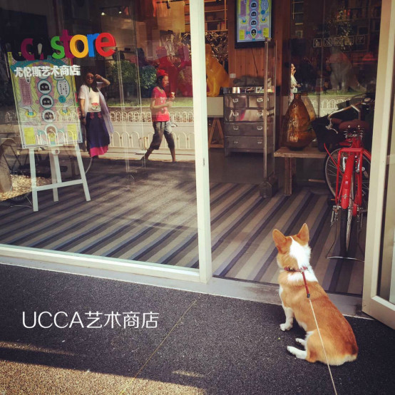 小柯基小时候的样子和长大的样子,还没长大的小柯基