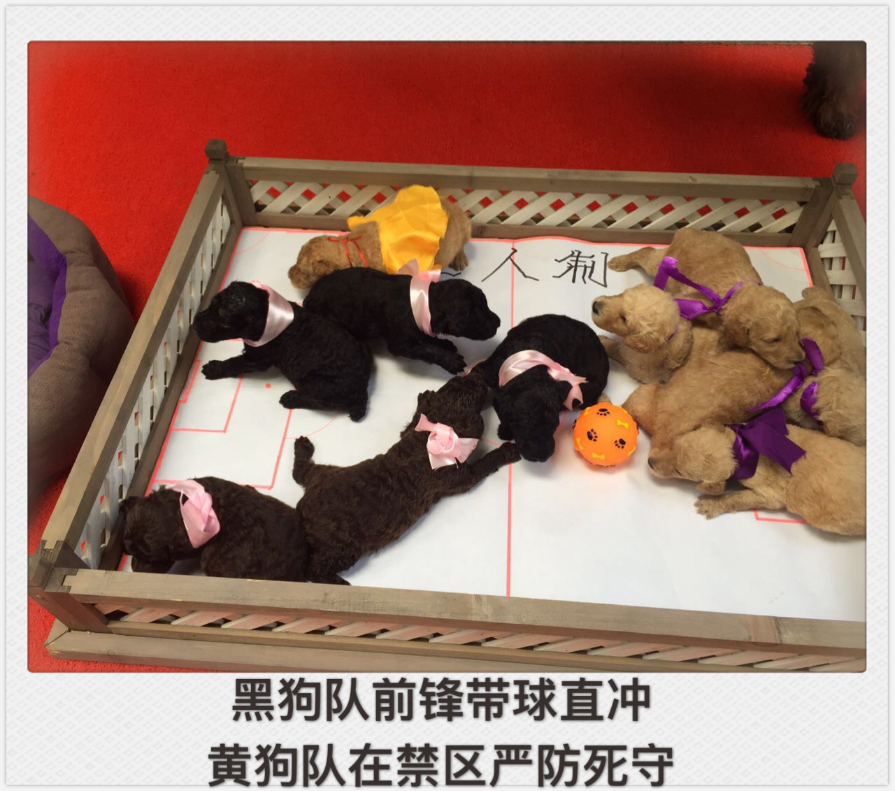 小狗踢足球绕杆视频,小萌狗打球