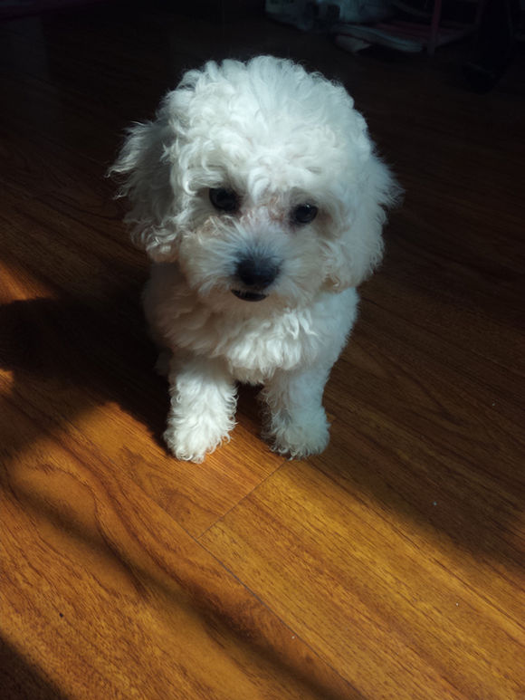 买了个比熊,买了一只比熊结果是个串串