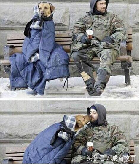 金毛贝贝卖狗,金毛犬贝贝现状