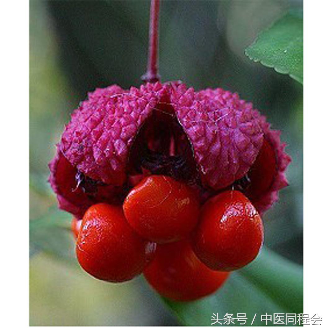 万圣节｜看中医怎么与“鬼”混