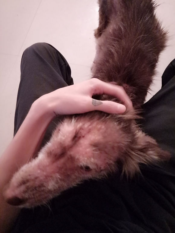 我的阿拉，即使你这辈子不长毛了，我也养你！