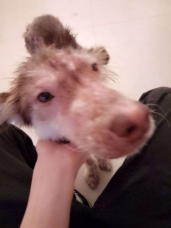 我的阿拉，即使你这辈子不长毛了，我也养你！