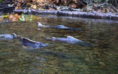 大马哈鱼为什么要洄游,大马哈鱼洄游的原因