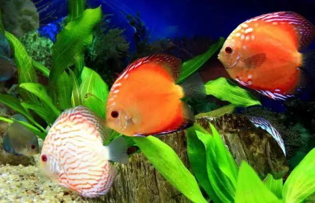 谁做的这本上海生活指南？老结棍了！走遍上海不用愁！