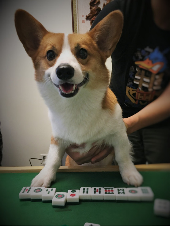 小柯基小时候的样子和长大的样子,还没长大的小柯基