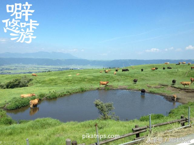 熊本熊游玩,日本熊本熊旅游