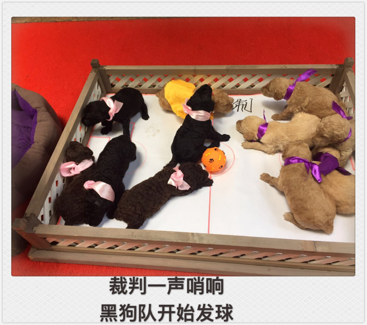 小狗踢足球绕杆视频,小萌狗打球