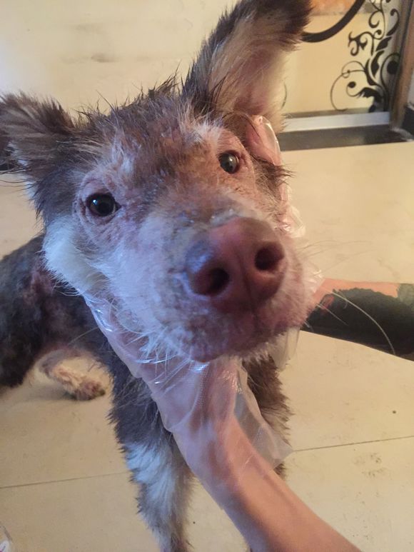 我的阿拉，即使你这辈子不长毛了，我也养你！