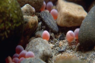 大马哈鱼为什么要洄游,大马哈鱼洄游的原因