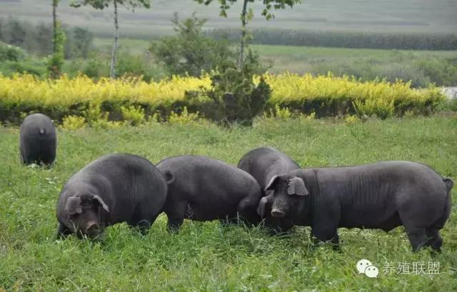 散养猪的有哪些优点,如何改变散养猪情况