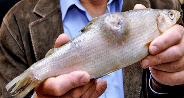 福岛核事件是怎么回事,福岛事件