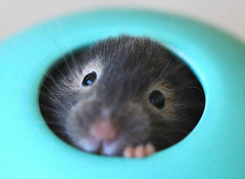 仓鼠爱尿尿怎么办,仓鼠爱在窝里排泄怎么办